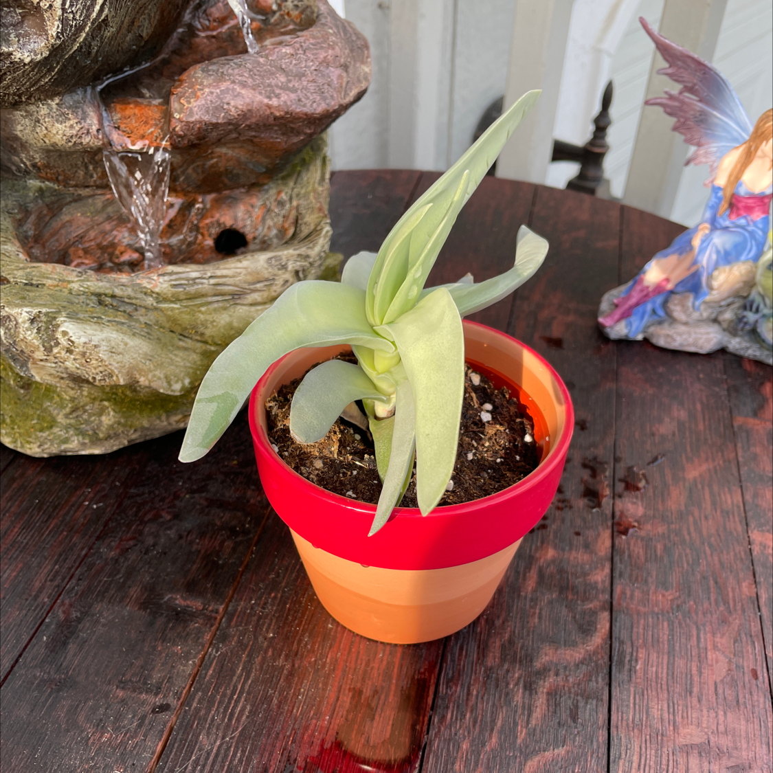 Small plant with light green leaves in a red and orange pot on a wooden surface.