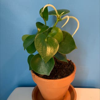 Vining Peperomia plant in Somewhere on Earth