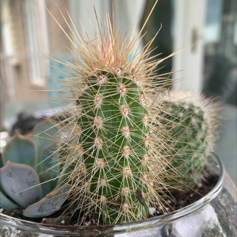 Engelmann's Hedgehog Cactus in a pot with visible soil, well-framed and focused.