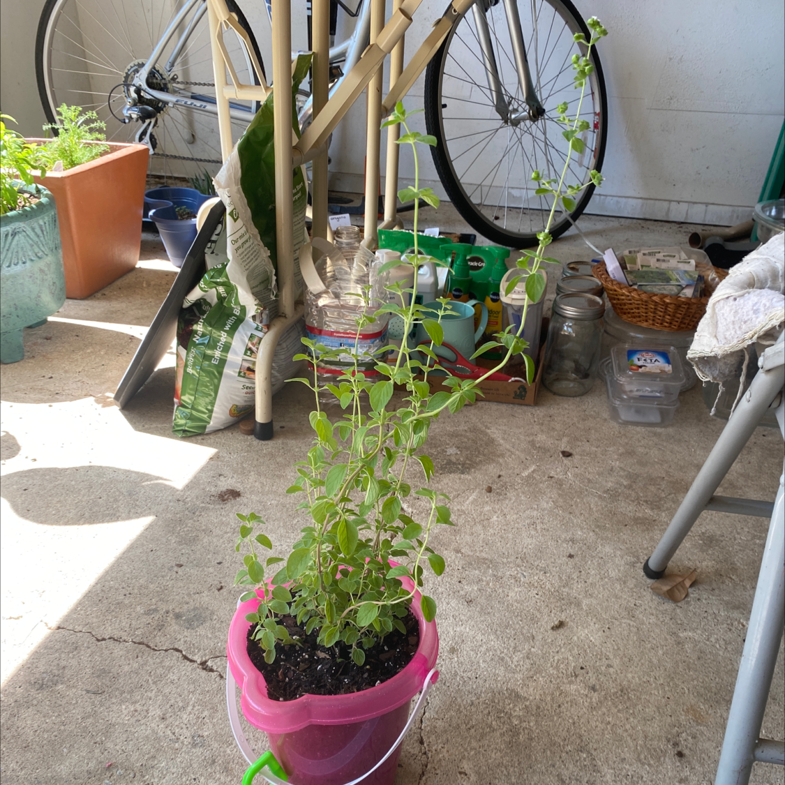 Potted Marjoram plant in a well-lit indoor environment with gardening tools and other plants in the background.