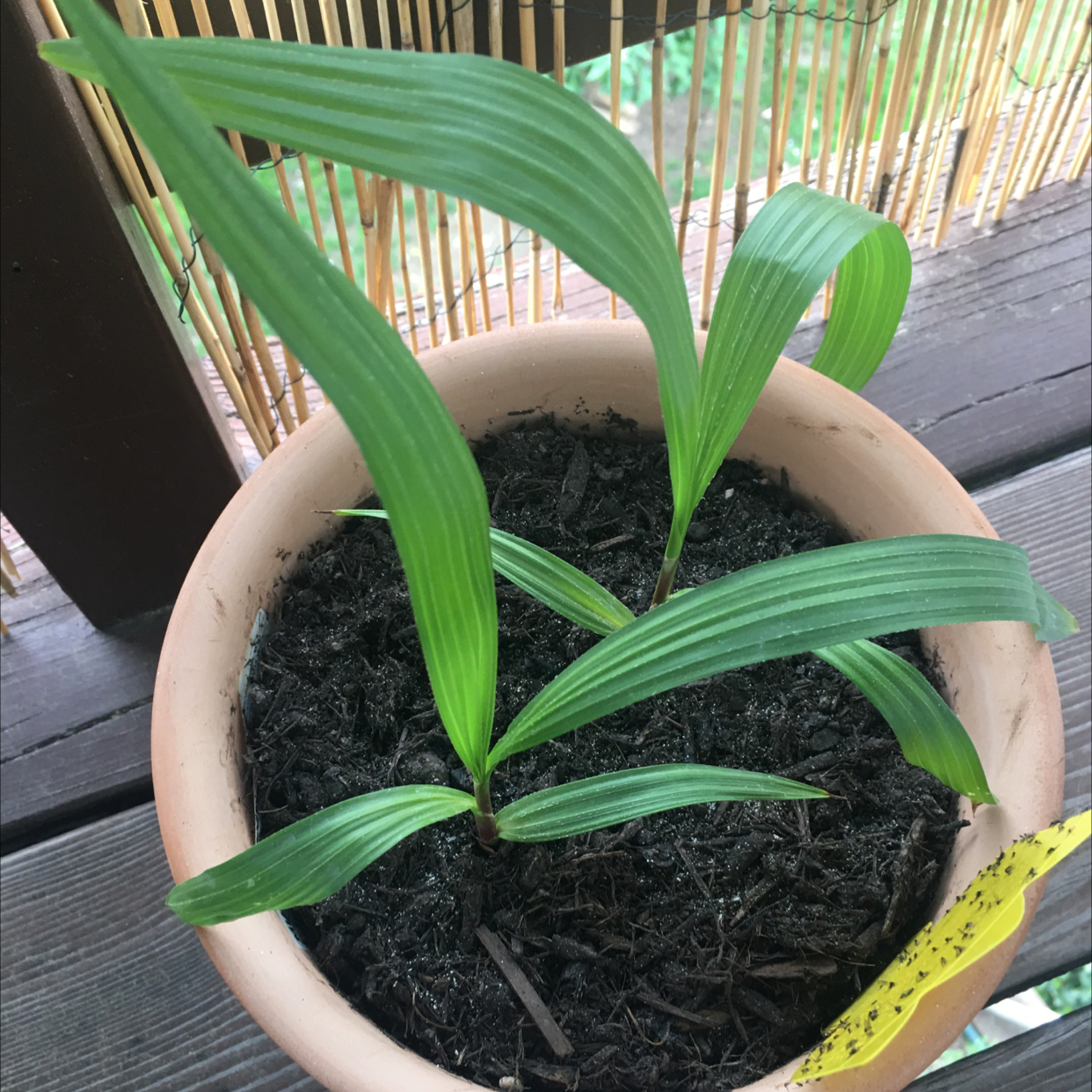 Young Mexican Fan Palm in a pot with healthy green leaves.
