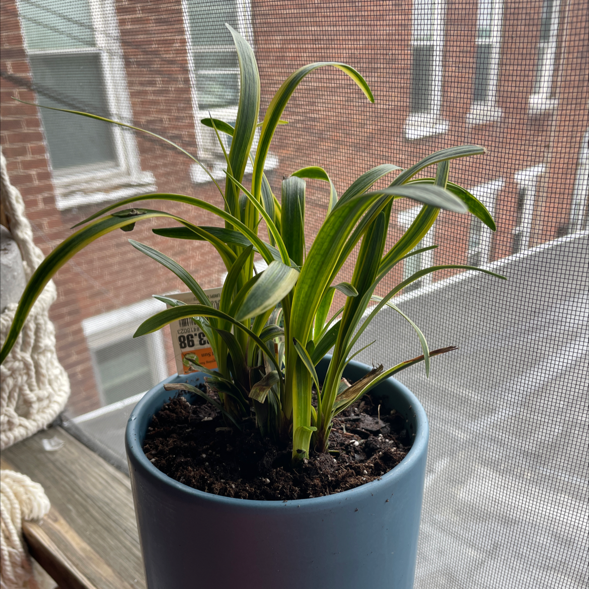 Potted Big Blue Lilyturf plant on a windowsill with green leaves and slight yellowing at the tips.