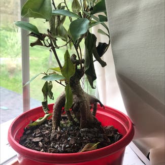 Ficus Ginseng plant in Spring Grove, Pennsylvania