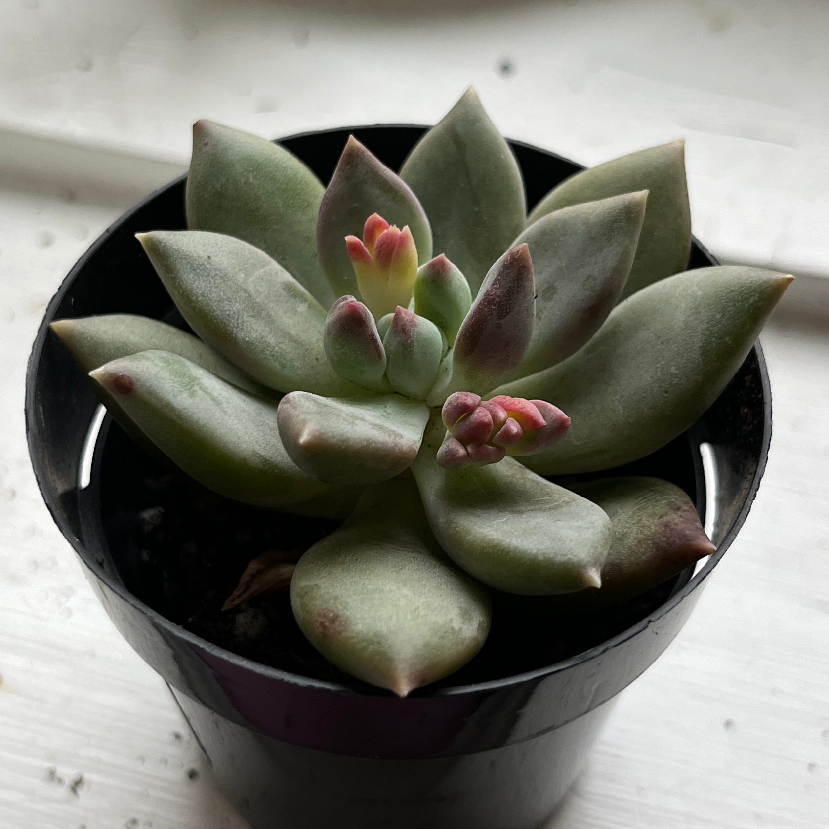 Pachyphytum 'Aquamarine' succulent in a black pot, healthy with visible flowers.
