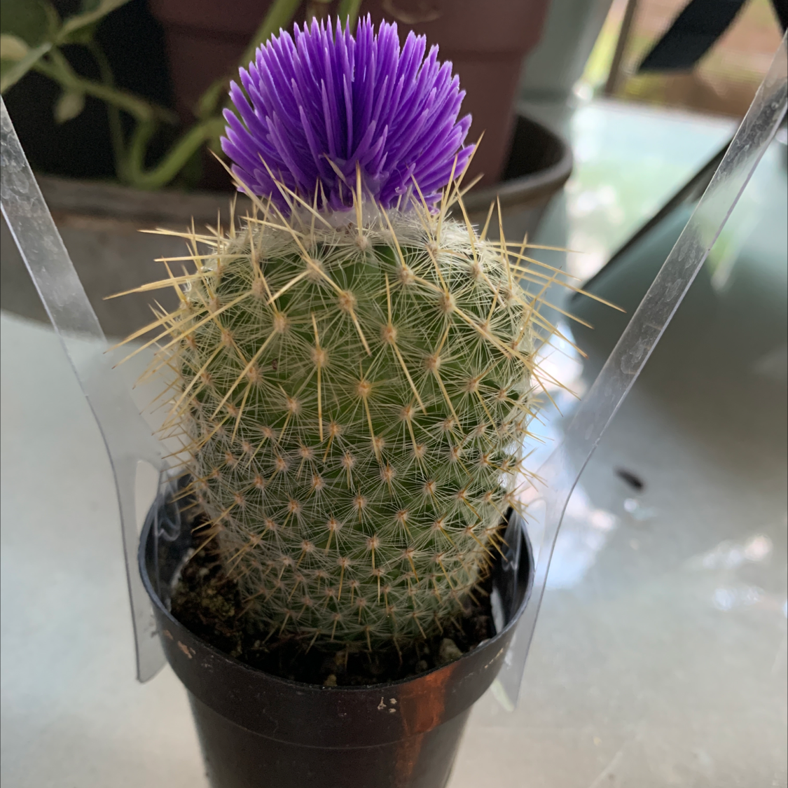 Pincushion Cactus with a purple flower in a small pot, well-framed and in focus.