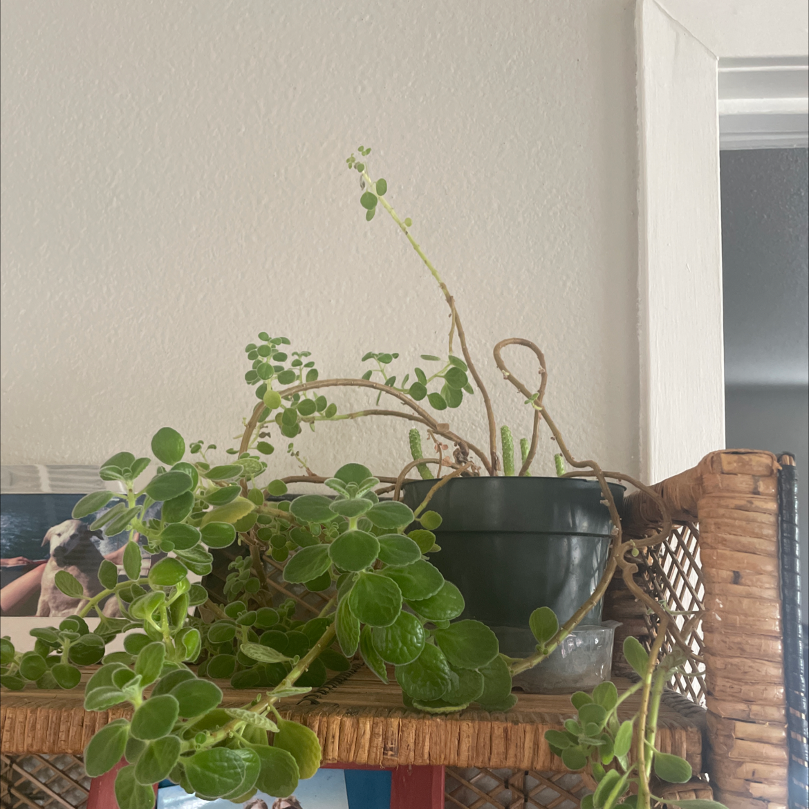 Potted Mexican Mint plant with green, round leaves on a wicker shelf.
