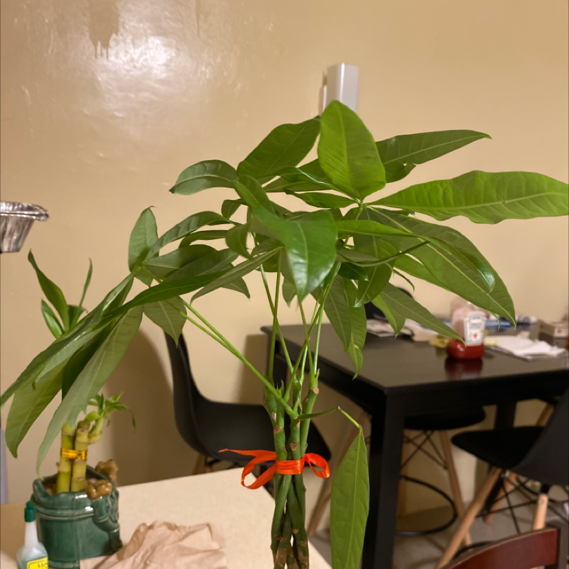 Money Tree plant photo by @Cole named Libby on Greg, the plant care app.