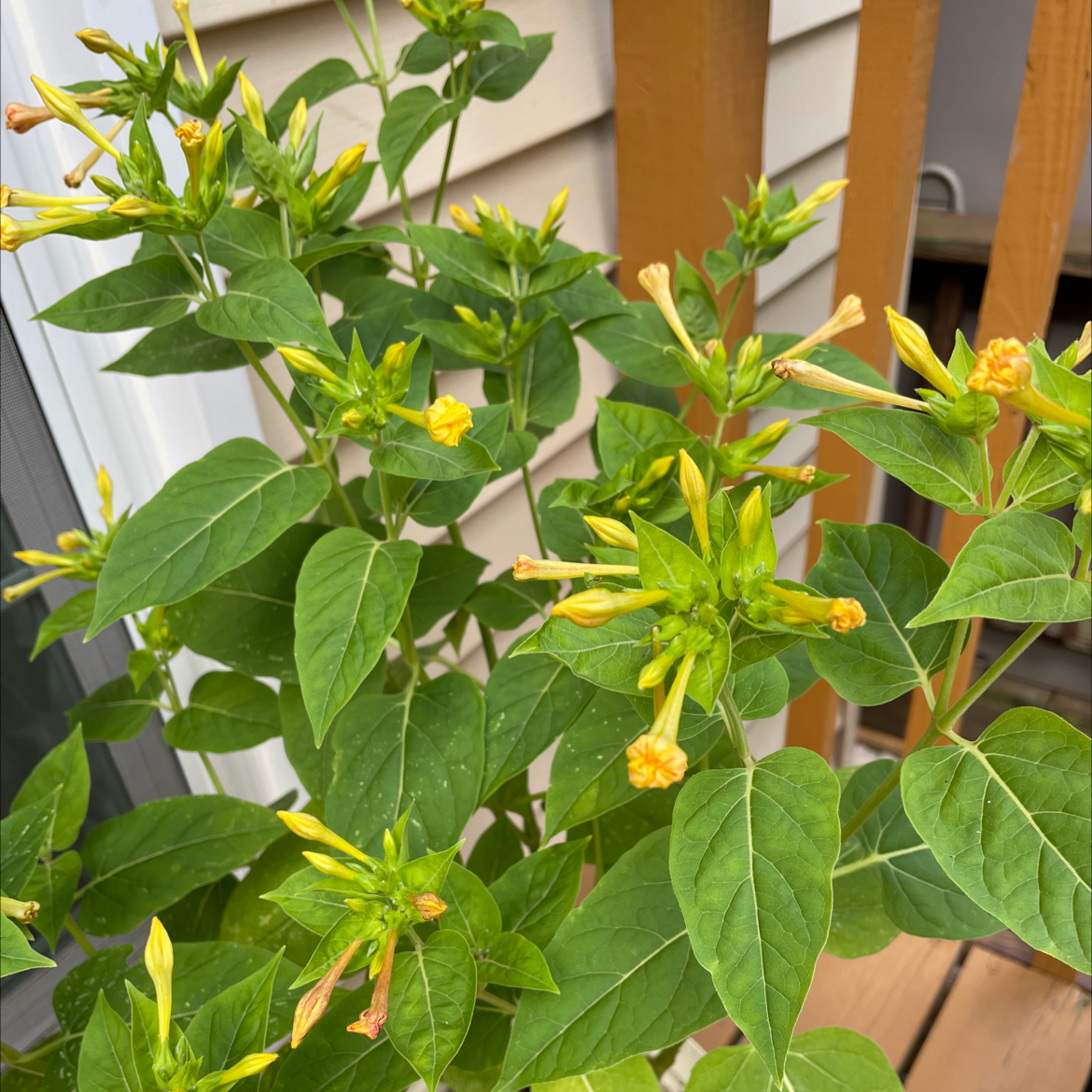 Marvel of Peru plant with green leaves and yellow flowers, healthy and thriving.