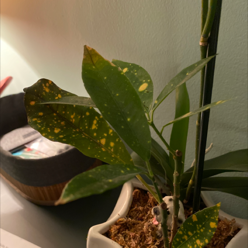 Hand holding up a yellow-speckled leaf of a Japanese Laurel plant, indicating potential health issues.