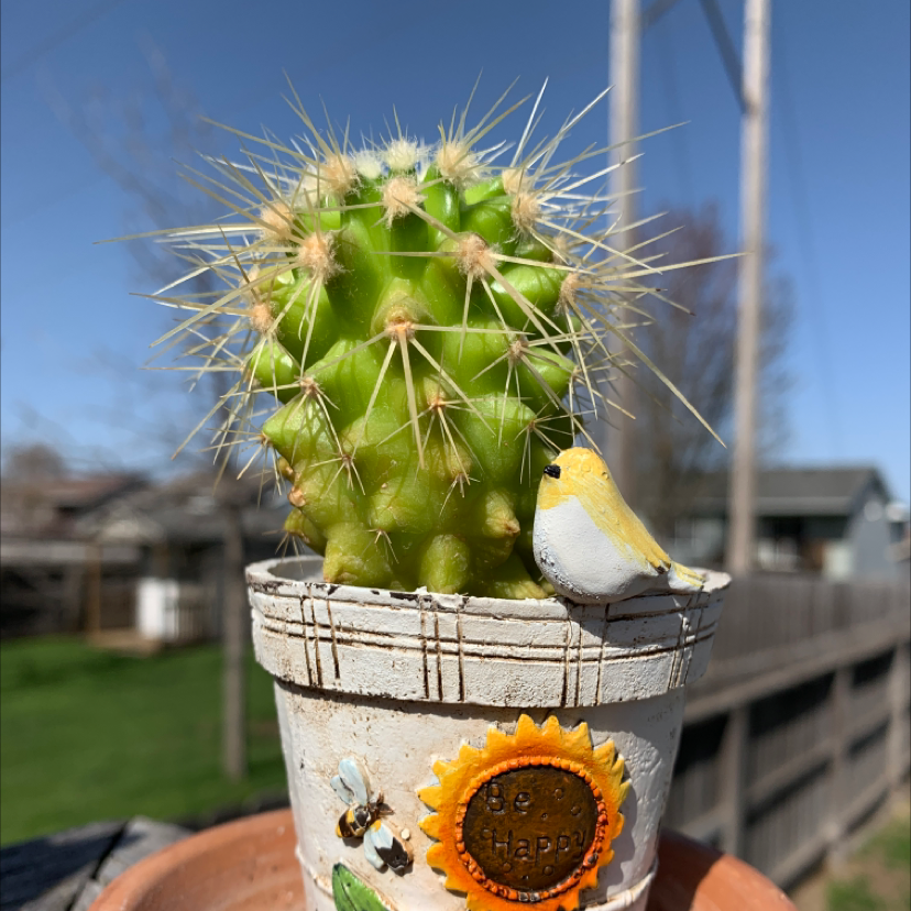 Potted Navajo Bridge Prickly Pear cactus with decorative elements in the pot.
