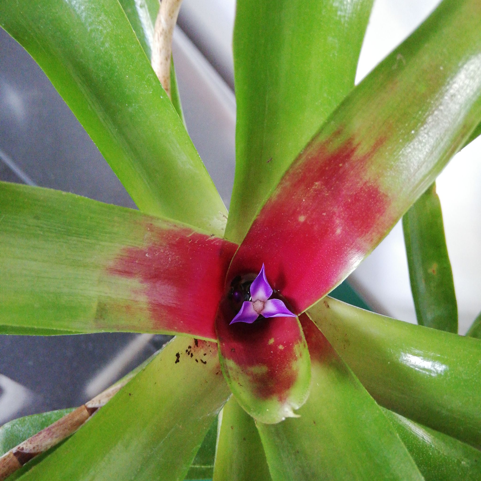 Photo of the plant species Blue Rain Bromeliad by @StrongAnacua named Bella on Greg, the plant care app