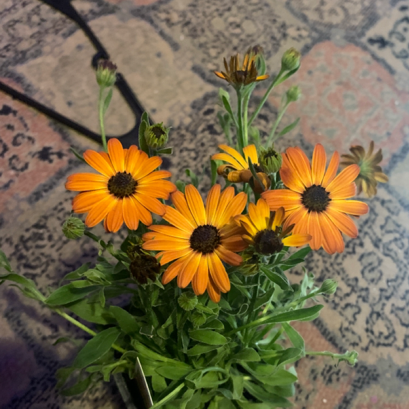 Photo of the plant species Osteospermum 'Margarita Bronze Bicolor' by @CommendableRose named Apollo on Greg, the plant care app