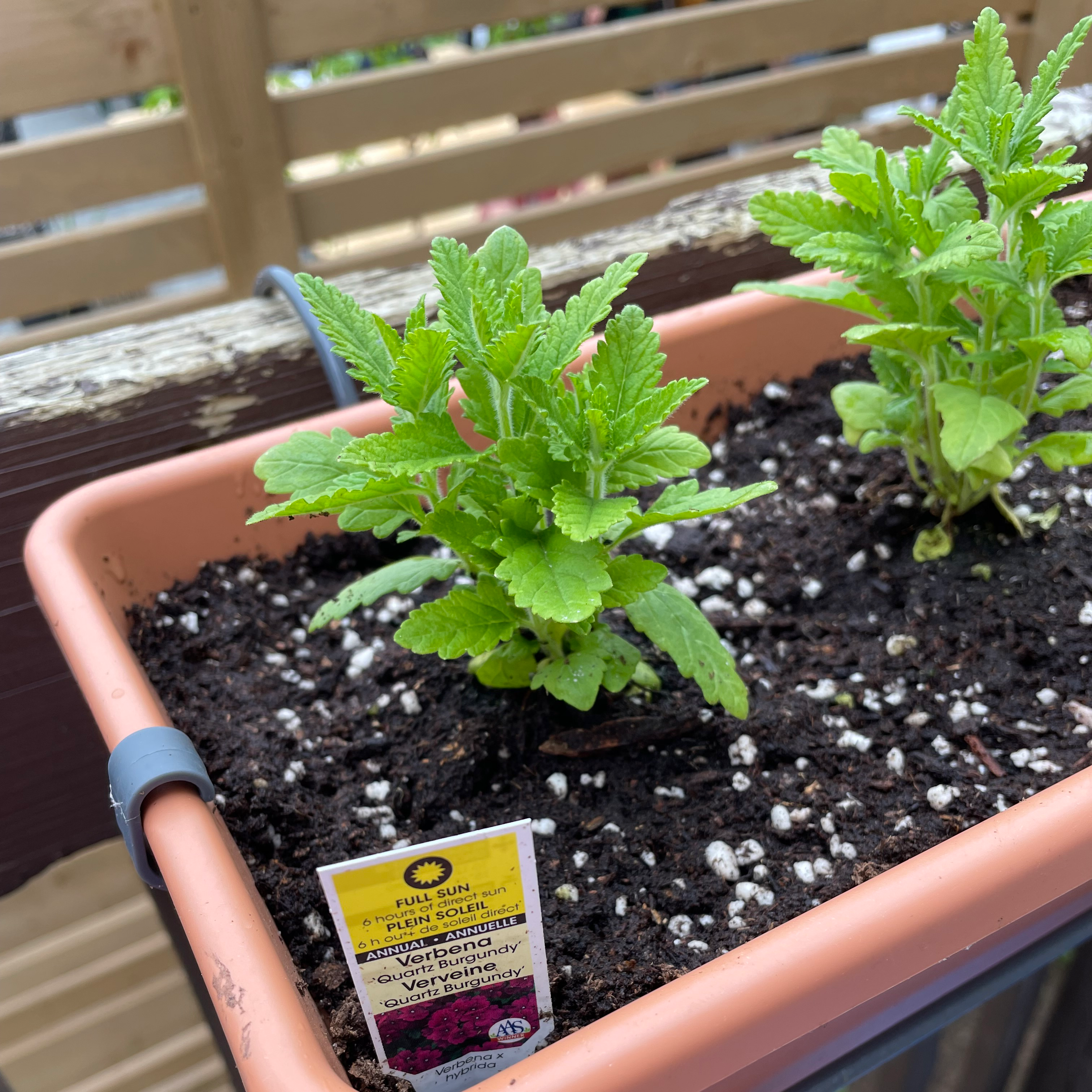 Photo of the plant species Garden Verbena by @sam5m named Winston on Greg, the plant care app