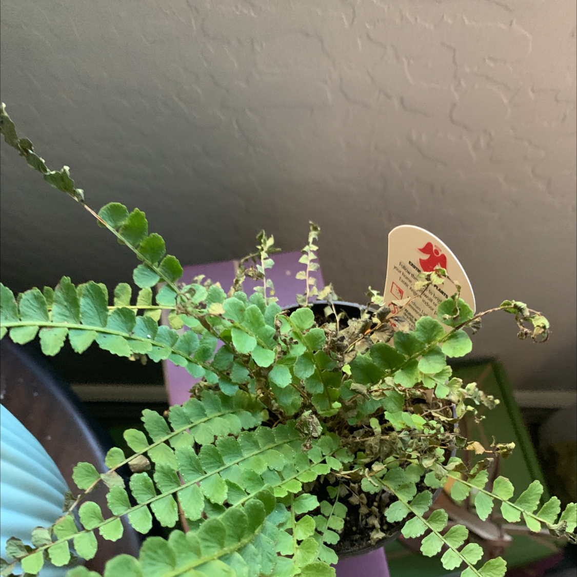 Close-up of a healthy, thriving erect sword fern with vibrant green fronds and a small red flower, growing in a hanging planter.