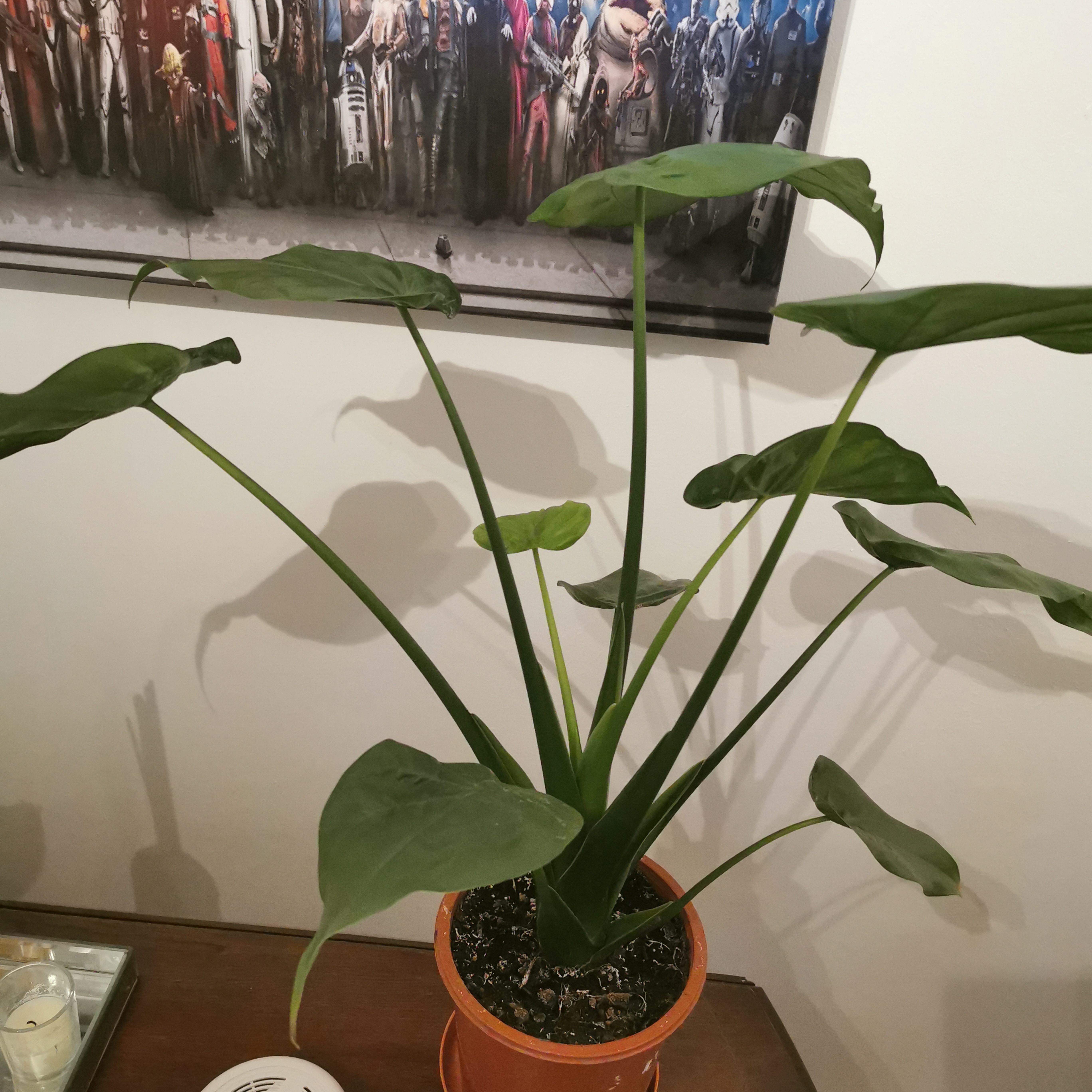 Photo of the plant species Chinese Taro by @QueenMistflower named Marley on Greg, the plant care app