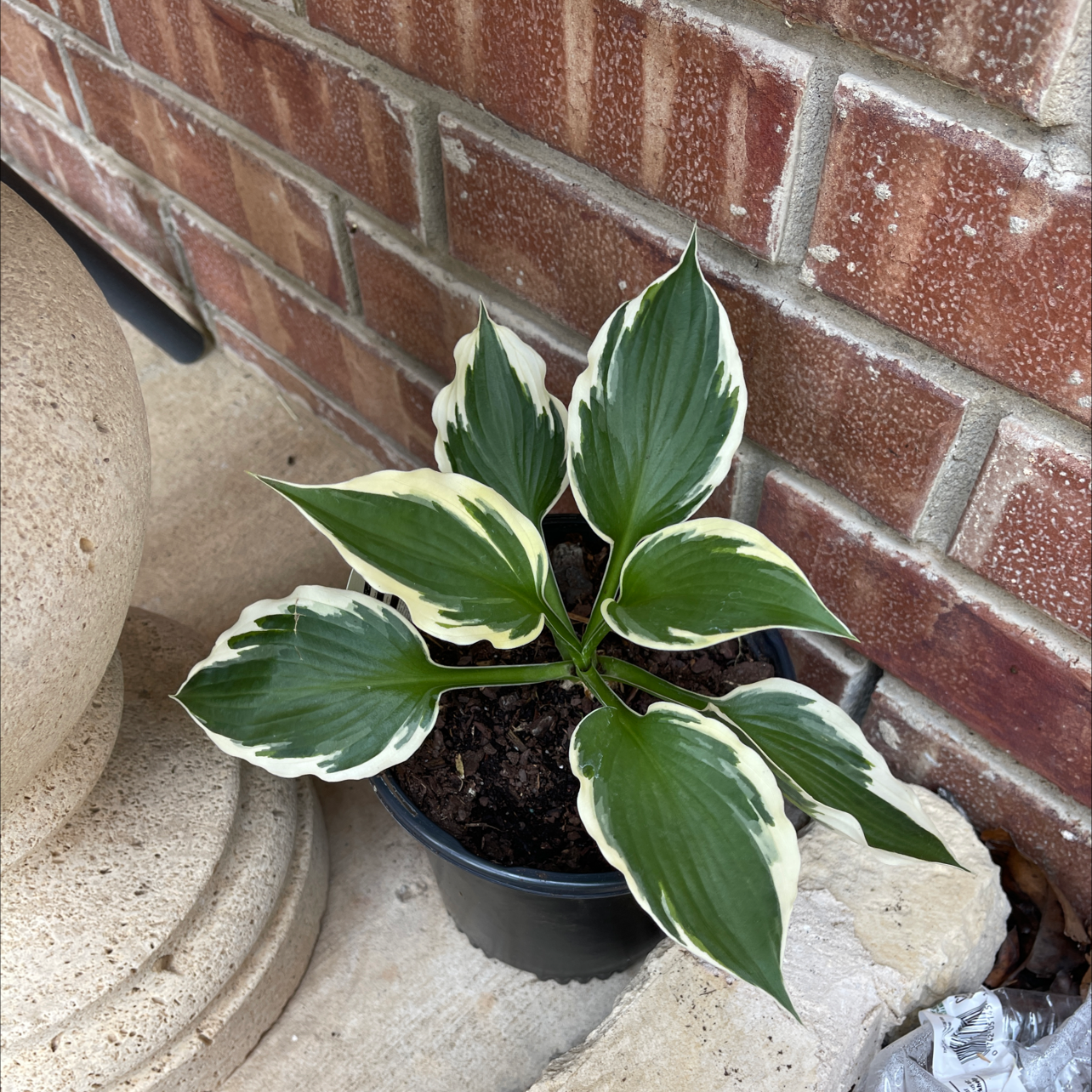 Hosta 'Patriot' plant with variegated leaves in a pot, placed near a brick wall.