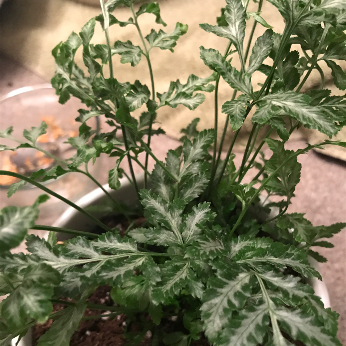 Healthy Brake Fern with green, intricately divided leaves in a pot.