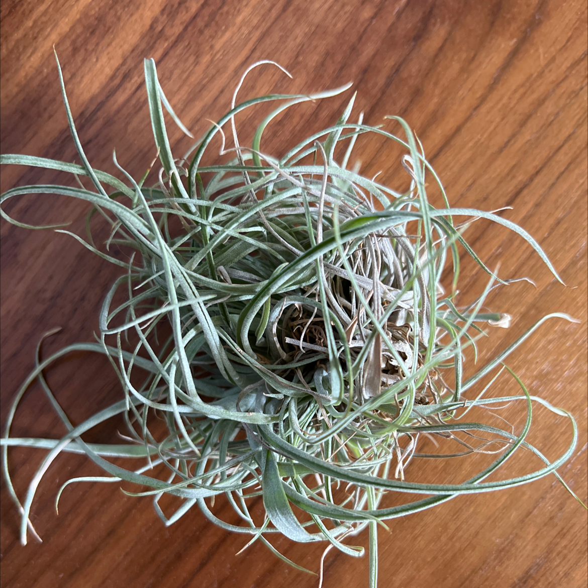 Photo of the plant species Small Ballmoss by @UnlimitedRedlog named Sigmund on Greg, the plant care app