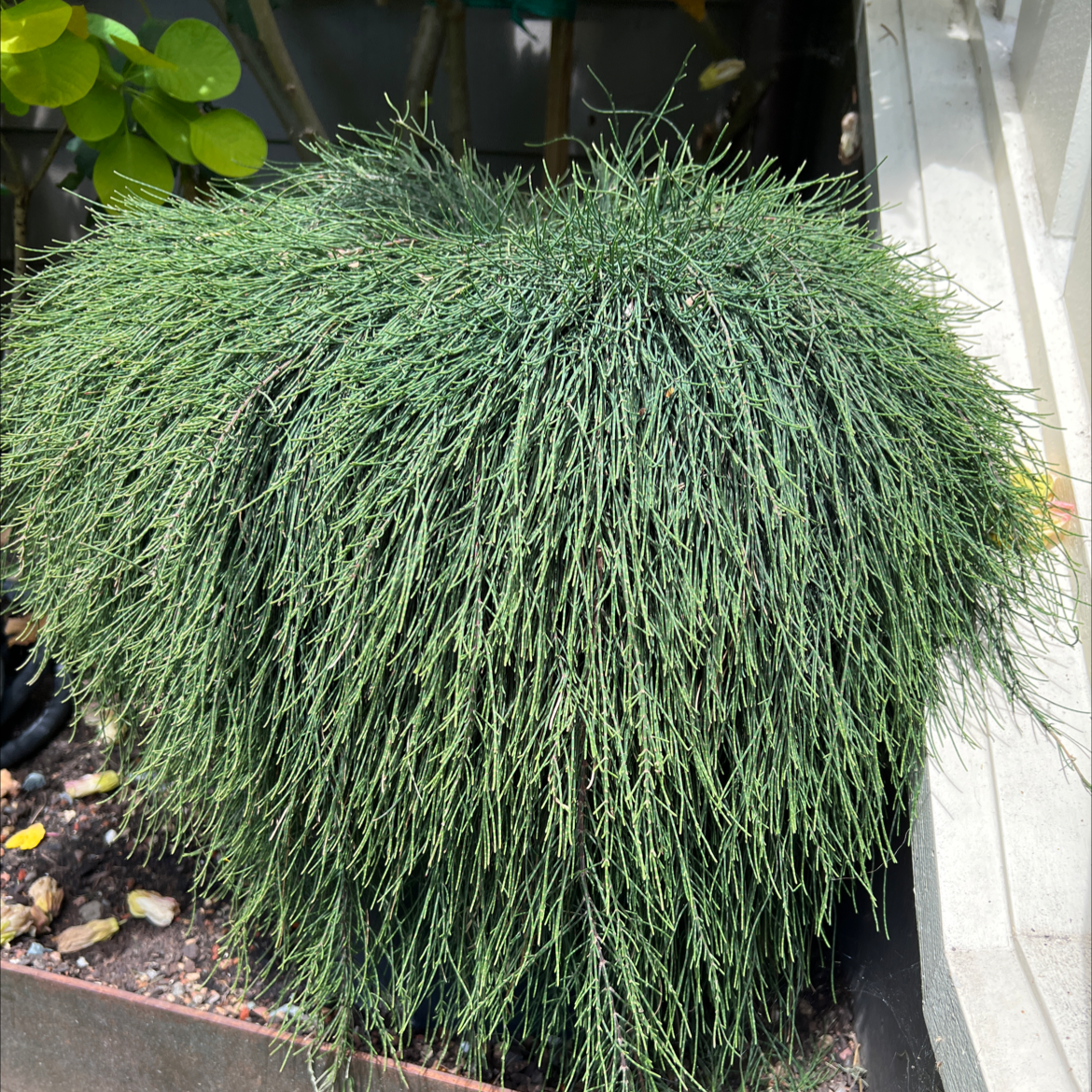 Healthy Whisk Fern with lush, green needle-like leaves.
