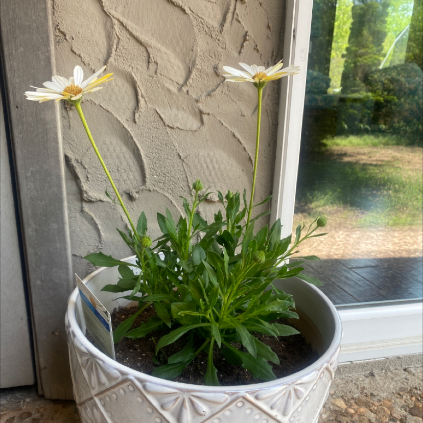 Potted Ox-Eye Daisy plant with two flowers, healthy green foliage, and visible soil.