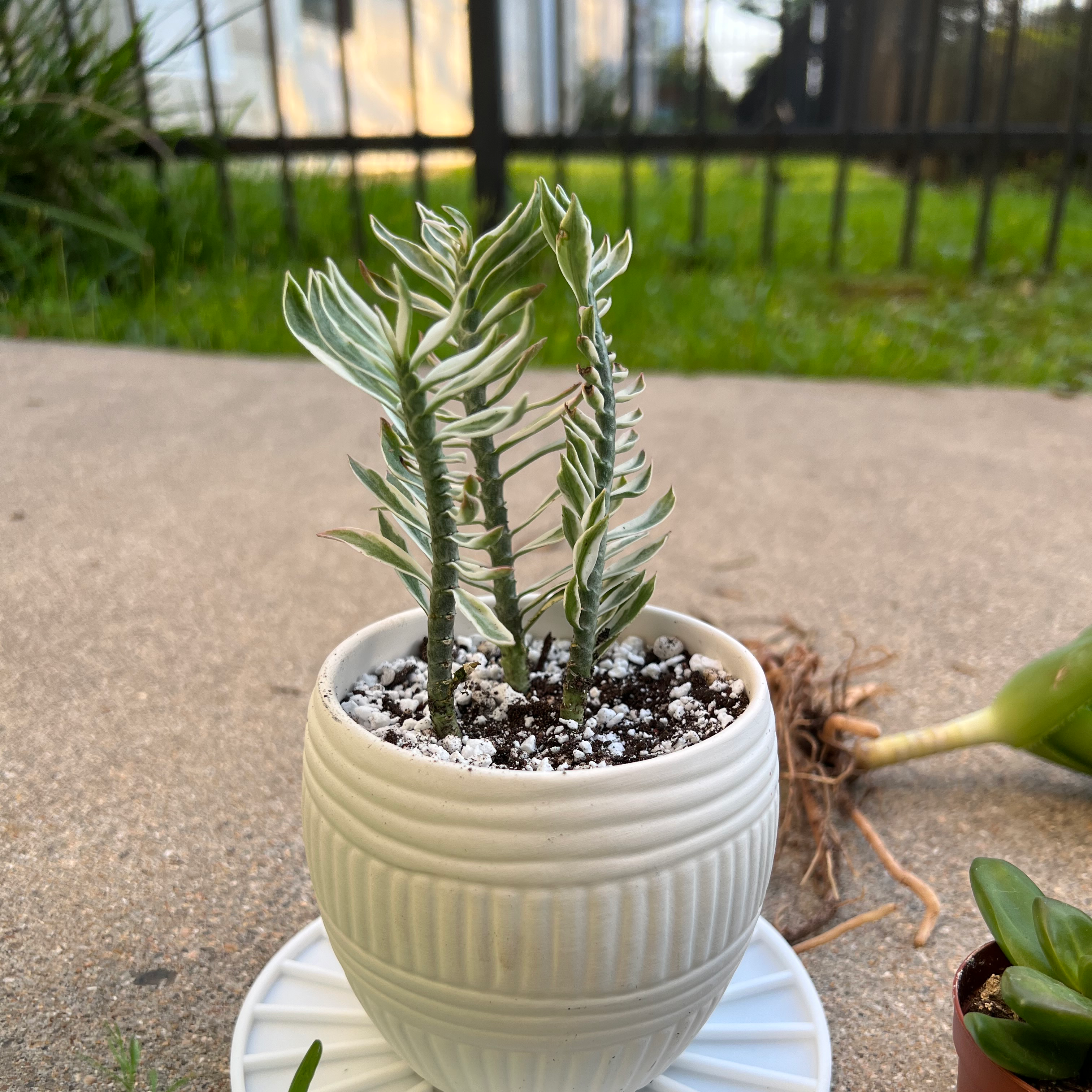 Photo of the plant species Christmas Candle by @Espi named Red Dwarf on Greg, the plant care app