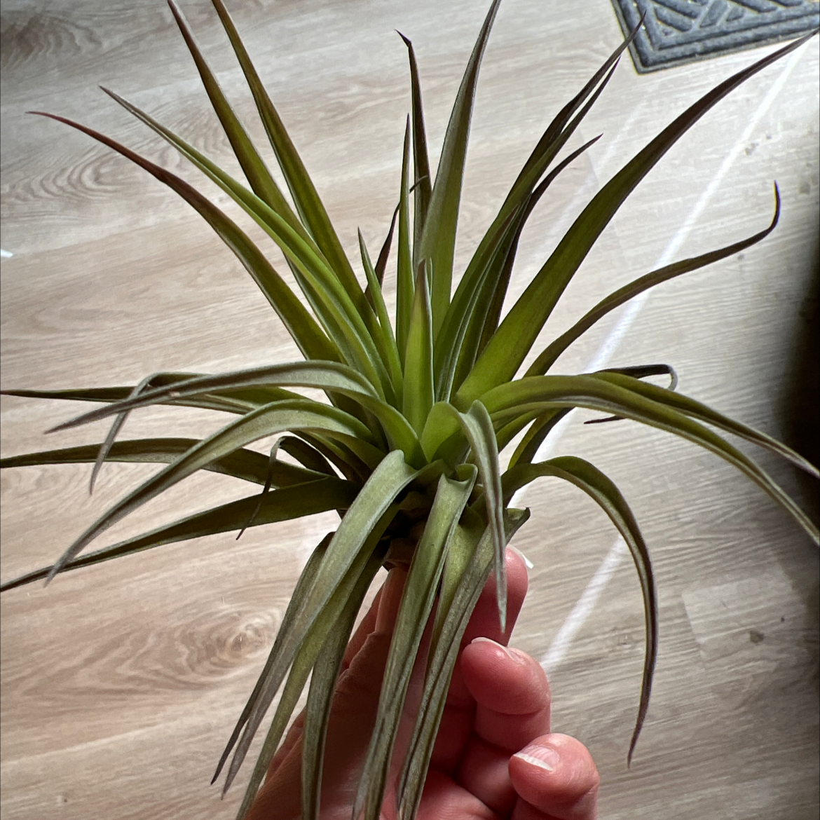 Tillandsia velutina plant held by a hand, appears healthy with green leaves.
