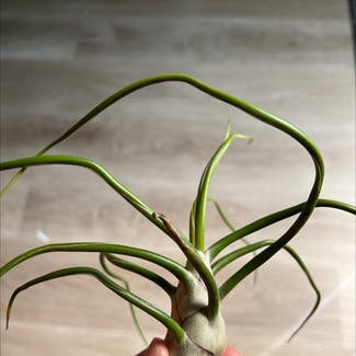 Bulbosa Air Plant plant in Somewhere on Earth