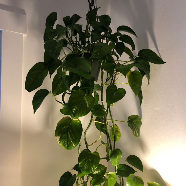 Taro Vine plant photo by @darlinjewel named Radish on Greg, the plant care app.