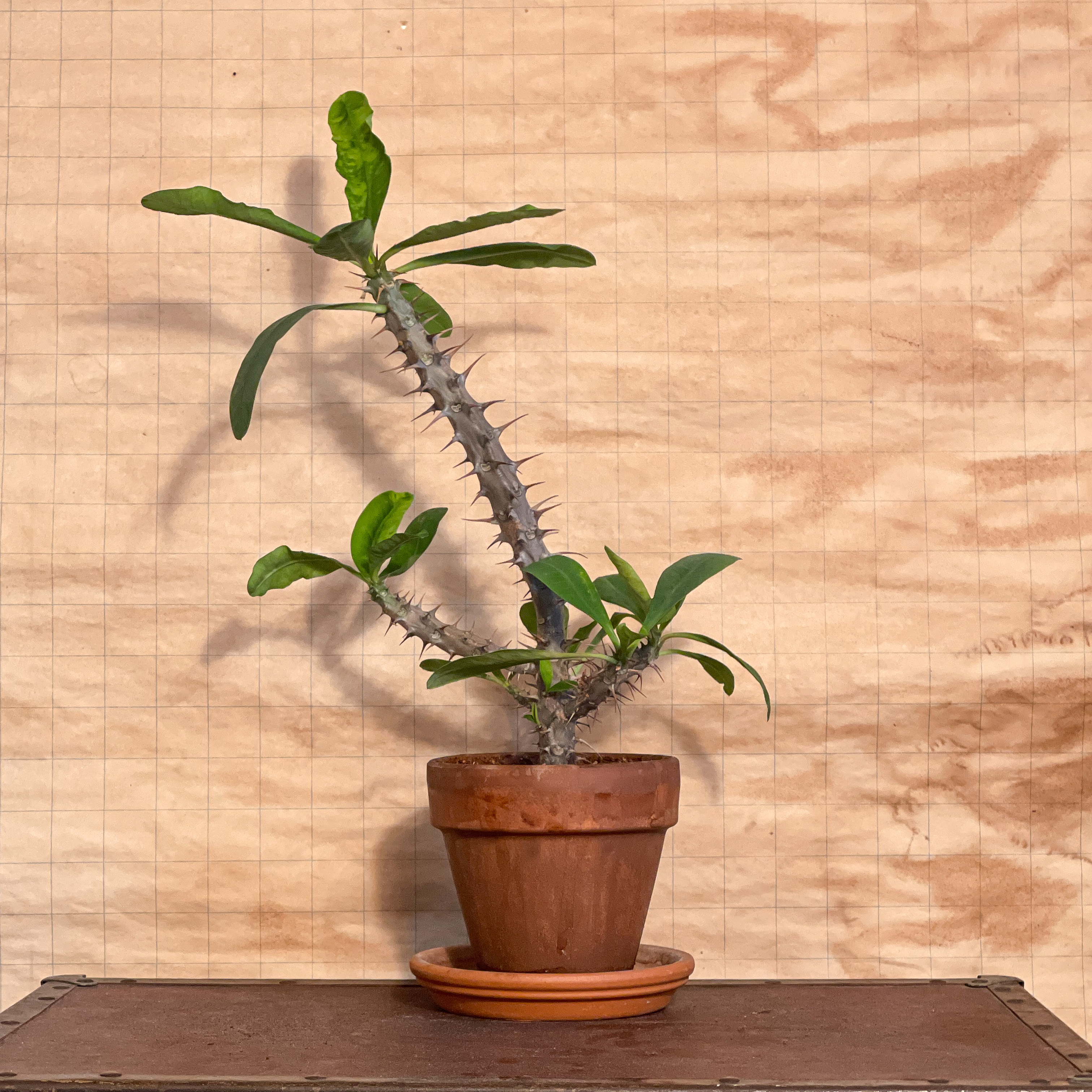 Photo of the plant species Crown of Thorns by @ChirpyCanna named Duke on Greg, the plant care app