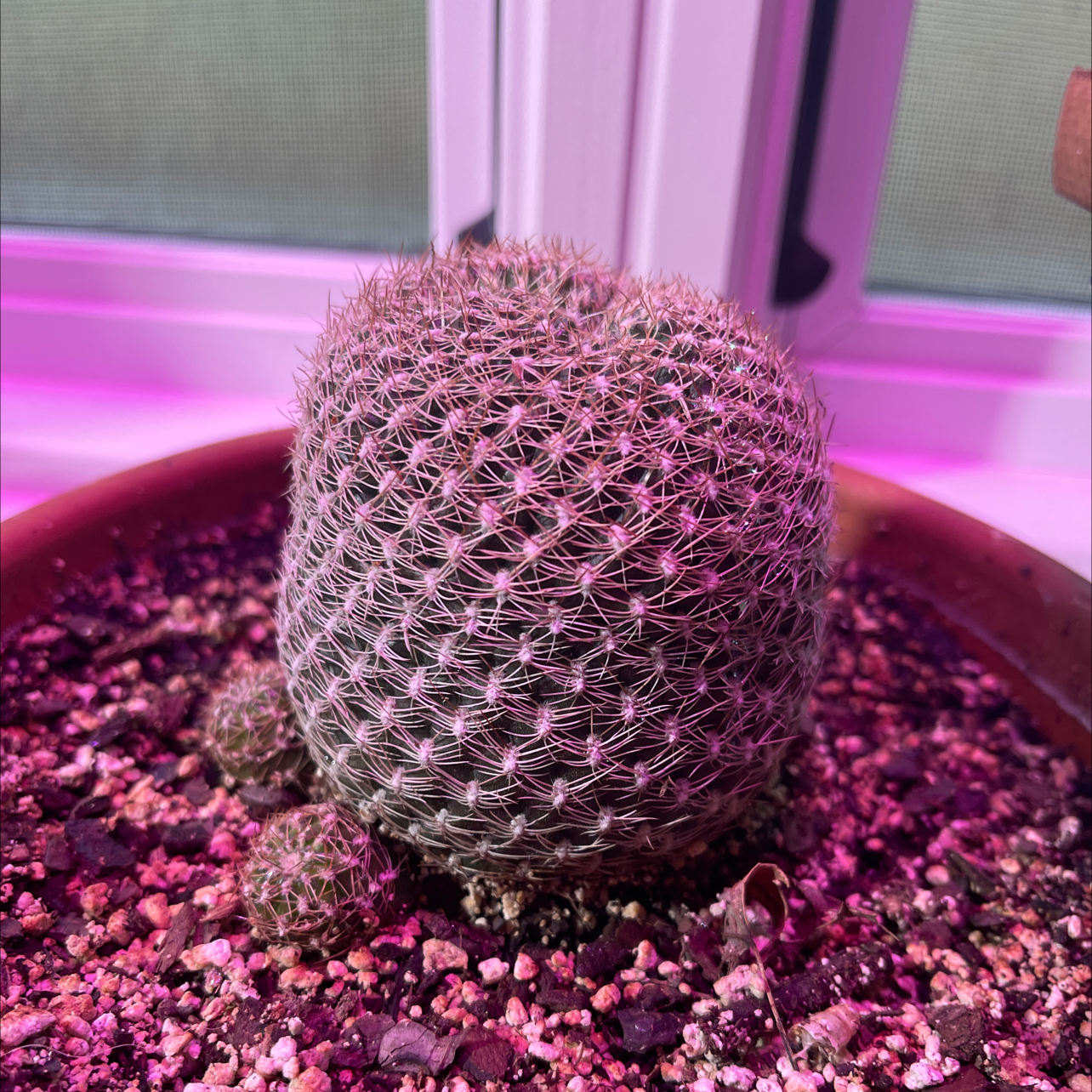 Photo of the plant species Rebutia arenacea by @ChirpyCanna named Planty on Greg, the plant care app