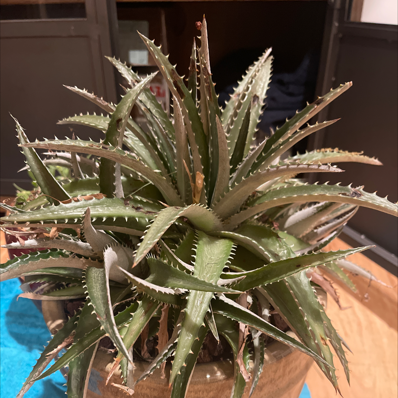 Photo of the plant species White Dyckia by @ChirpyCanna named Homer on Greg, the plant care app