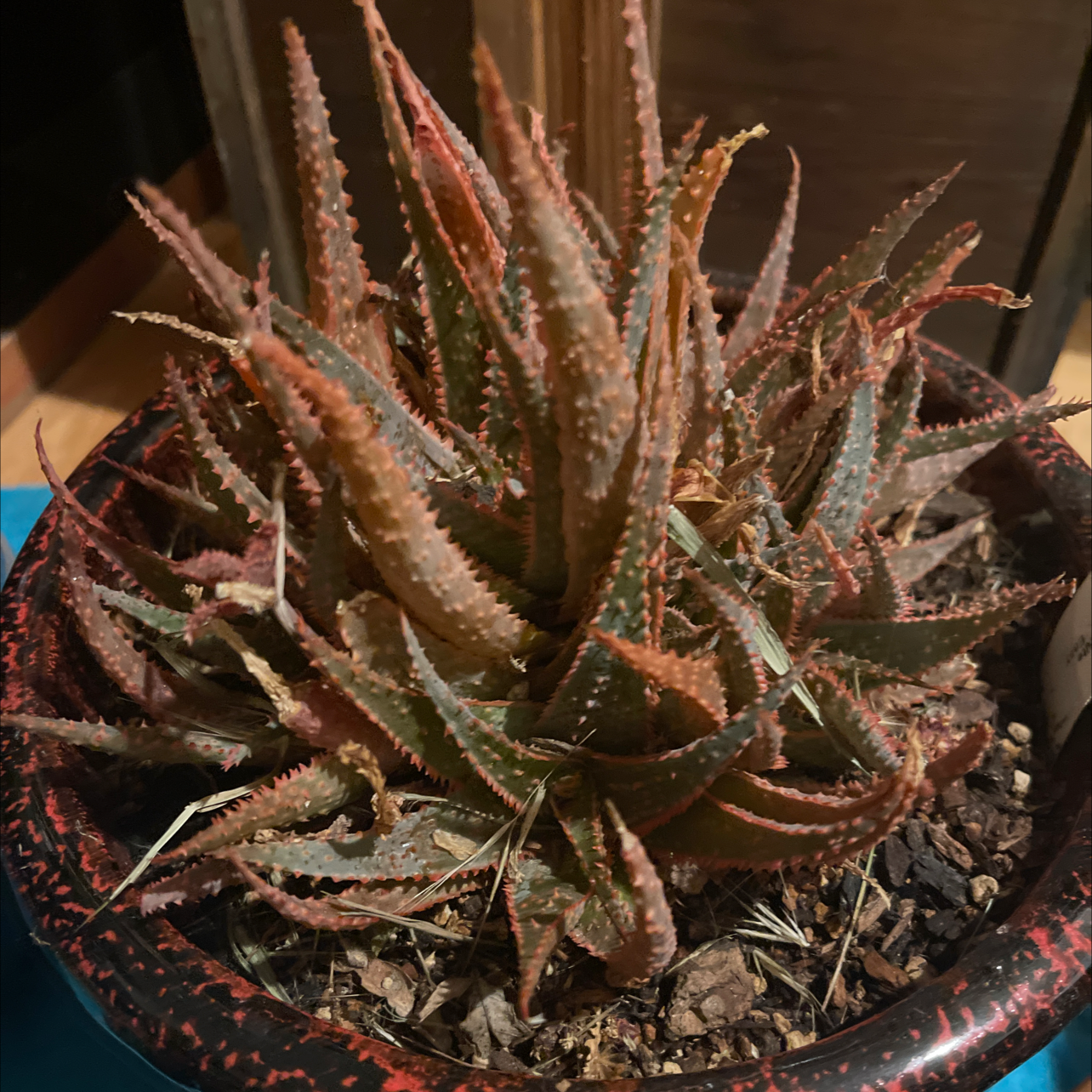 Photo of the plant species Sunset Aloe by @ChirpyCanna named Squid on Greg, the plant care app