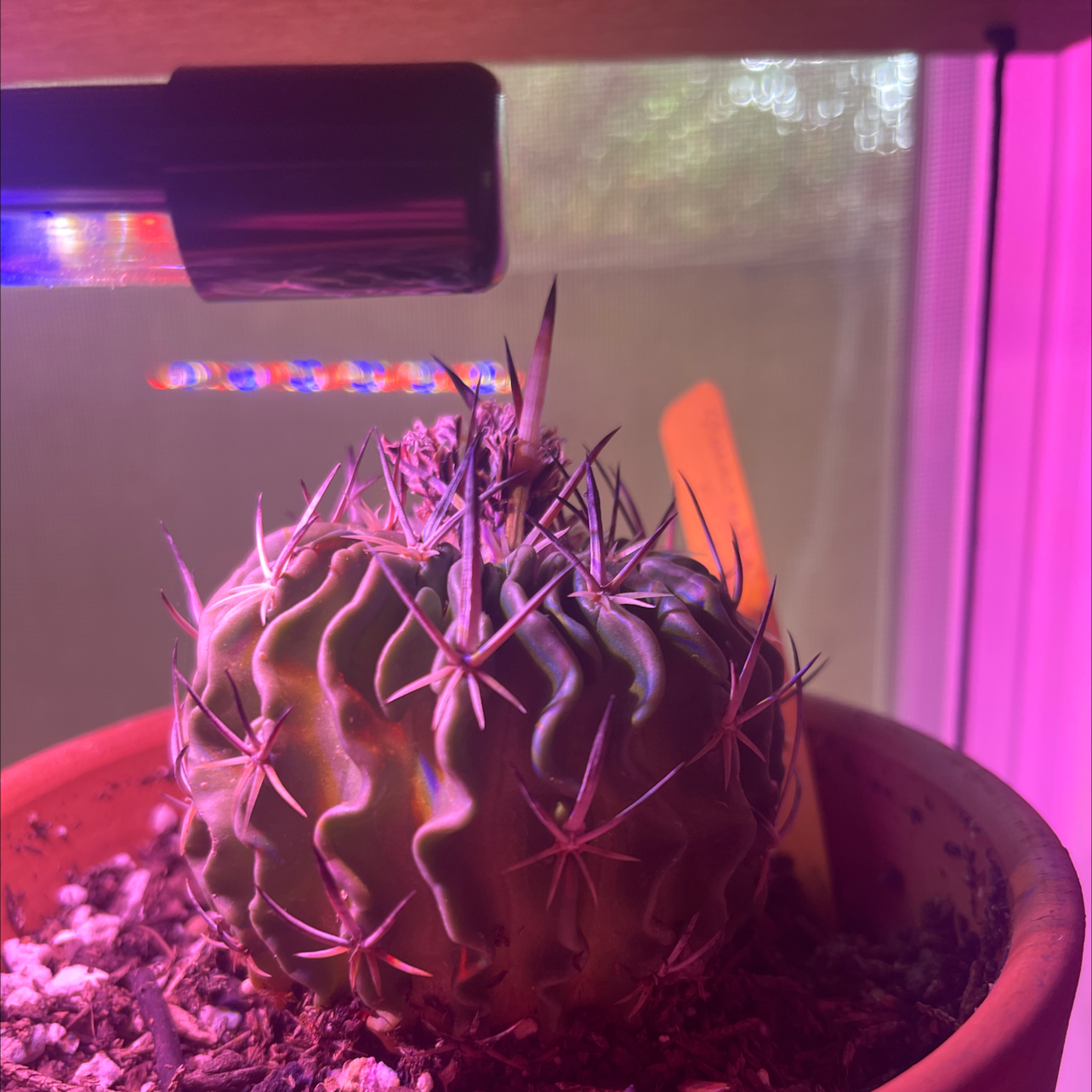 Photo of the plant species Brain Cactus by @ChirpyCanna named Brain on Greg, the plant care app