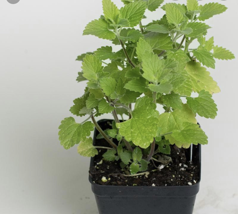 Potted Catnip plant with green leaves, some yellowing visible.