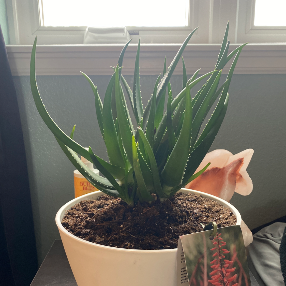 Photo of the plant species Safari Rose Aloe by @HeirAsterium named Apollo on Greg, the plant care app