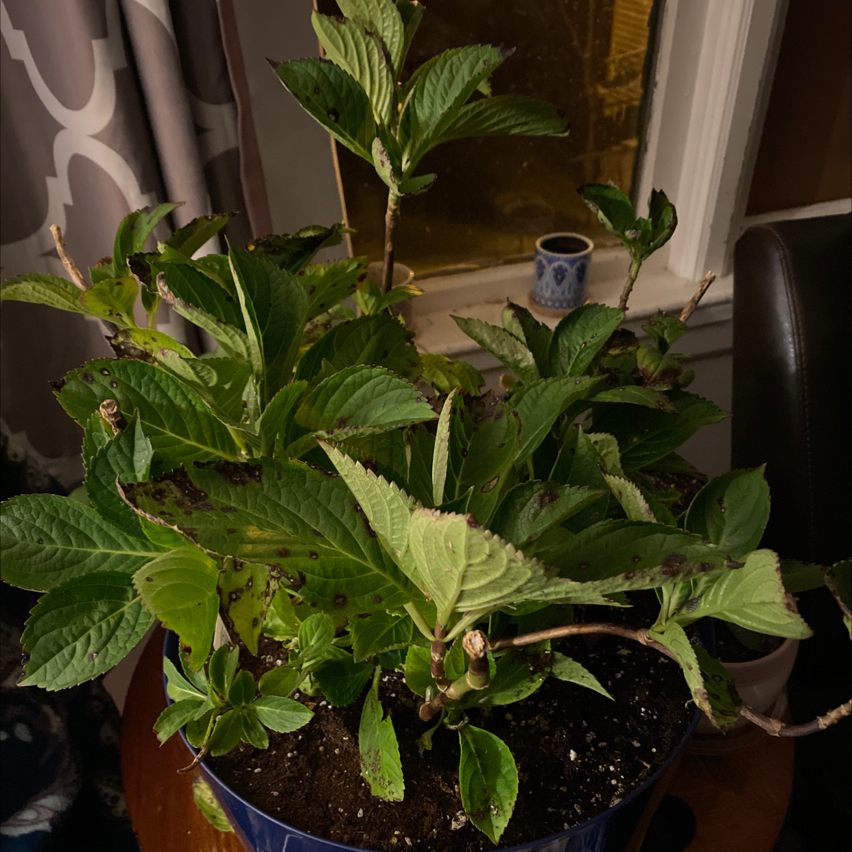 Photo of the plant species French Hydrangea by Traci named Gomez on Greg, the plant care app