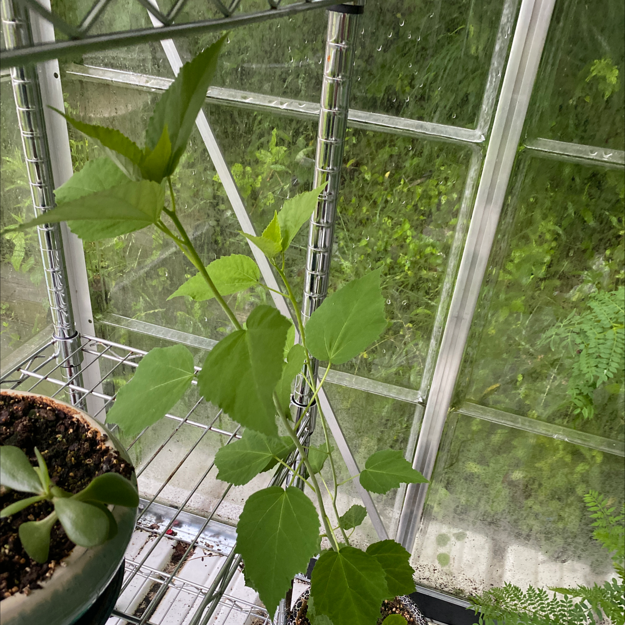Crimsoneyed Rosemallow plant in a greenhouse with healthy green leaves.