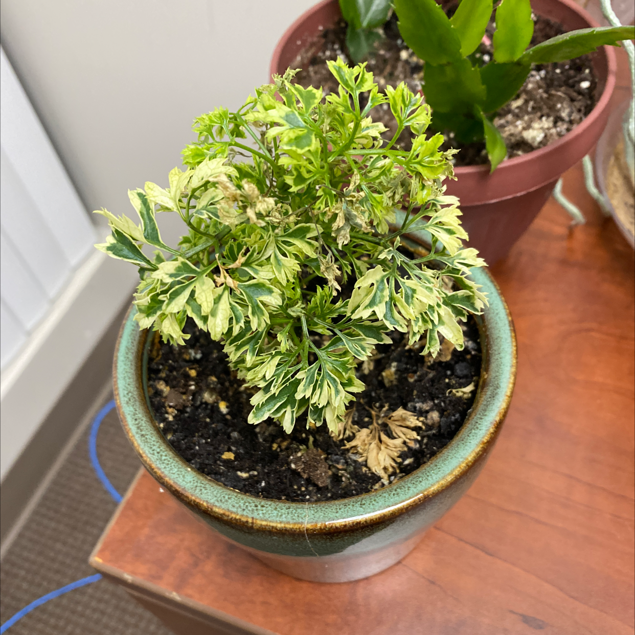Potted Ming Aralia plant with visible yellowing and browning leaves.