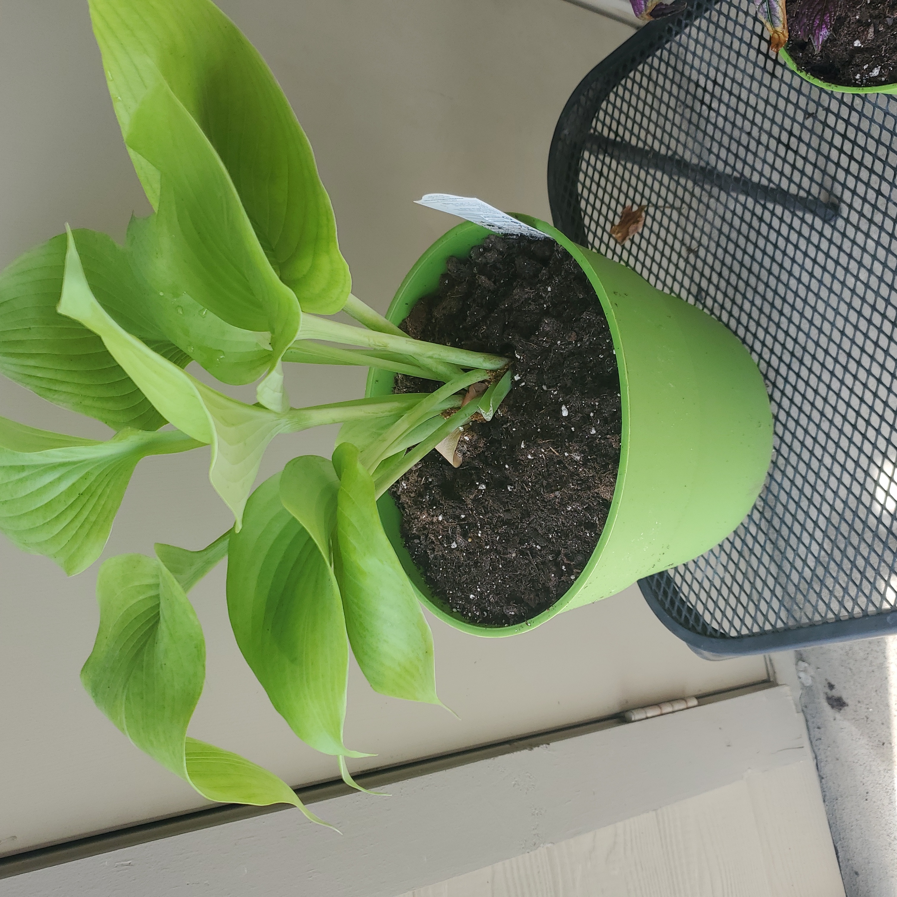 Photo of the plant species Hosta 'Sum and Substance' by @ModelKalanchoe named Morgan Treeman on Greg, the plant care app