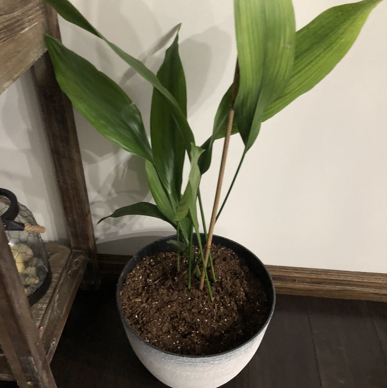 Cast Iron Plant plant photo by @karislone named Oscar on Greg, the plant care app.