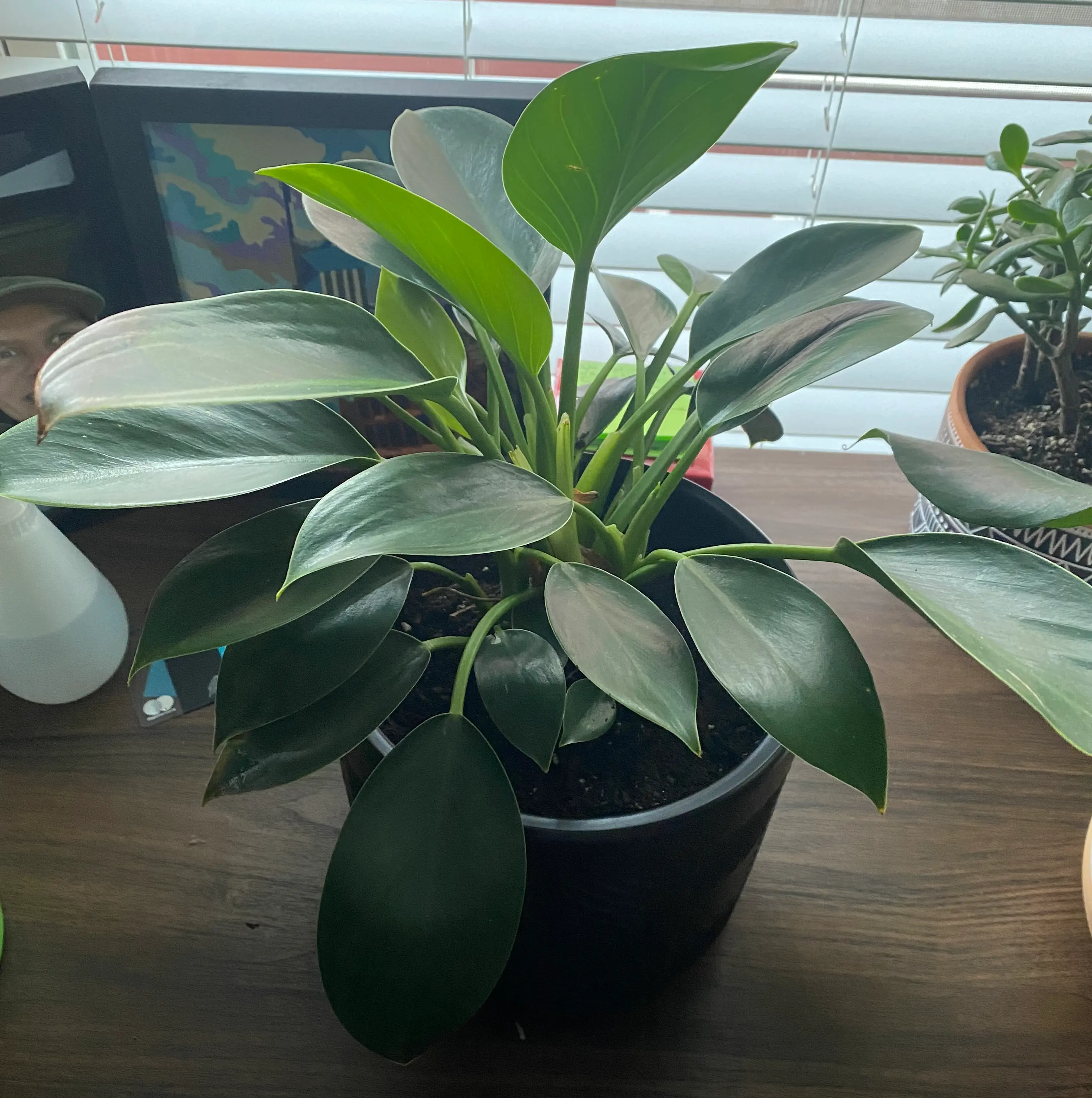 Photo of the plant species Philodendron Millions by @BonusGuayule named Stanley on Greg, the plant care app
