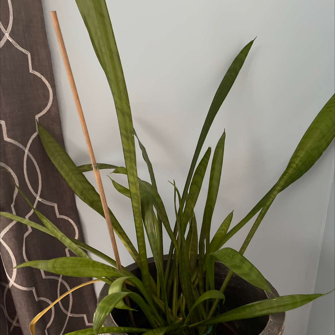 Photo of the plant species Plantainleaf Sedge by @Starpoppy named Spike on Greg, the plant care app