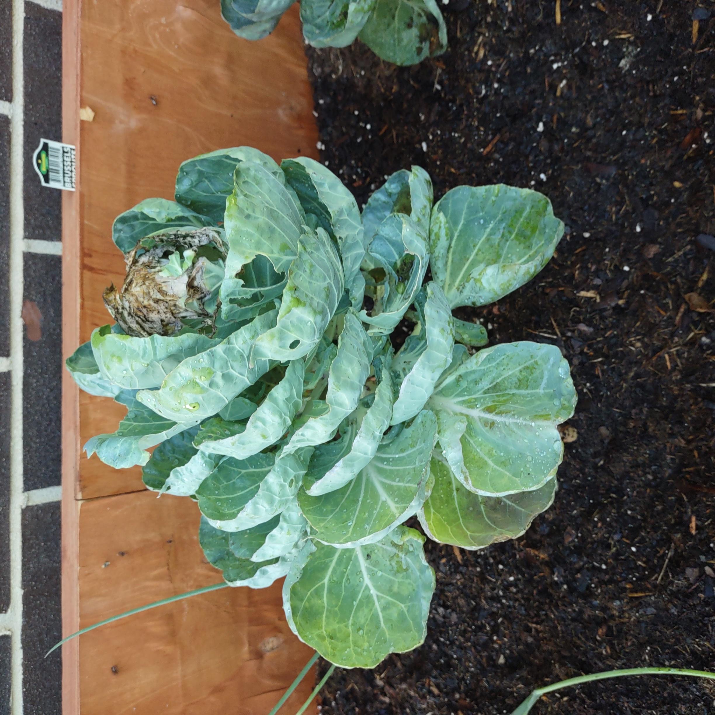 Brussels sprout plant in a garden bed with visible soil and green leaves.