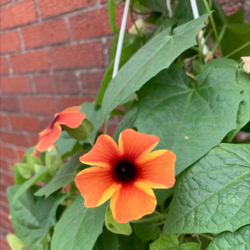 Blackeyed Susan Vine with vibrant orange flowers and healthy green leaves.