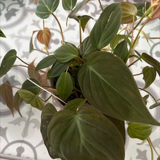 Heartleaf Philodendron plant in Macon, Georgia