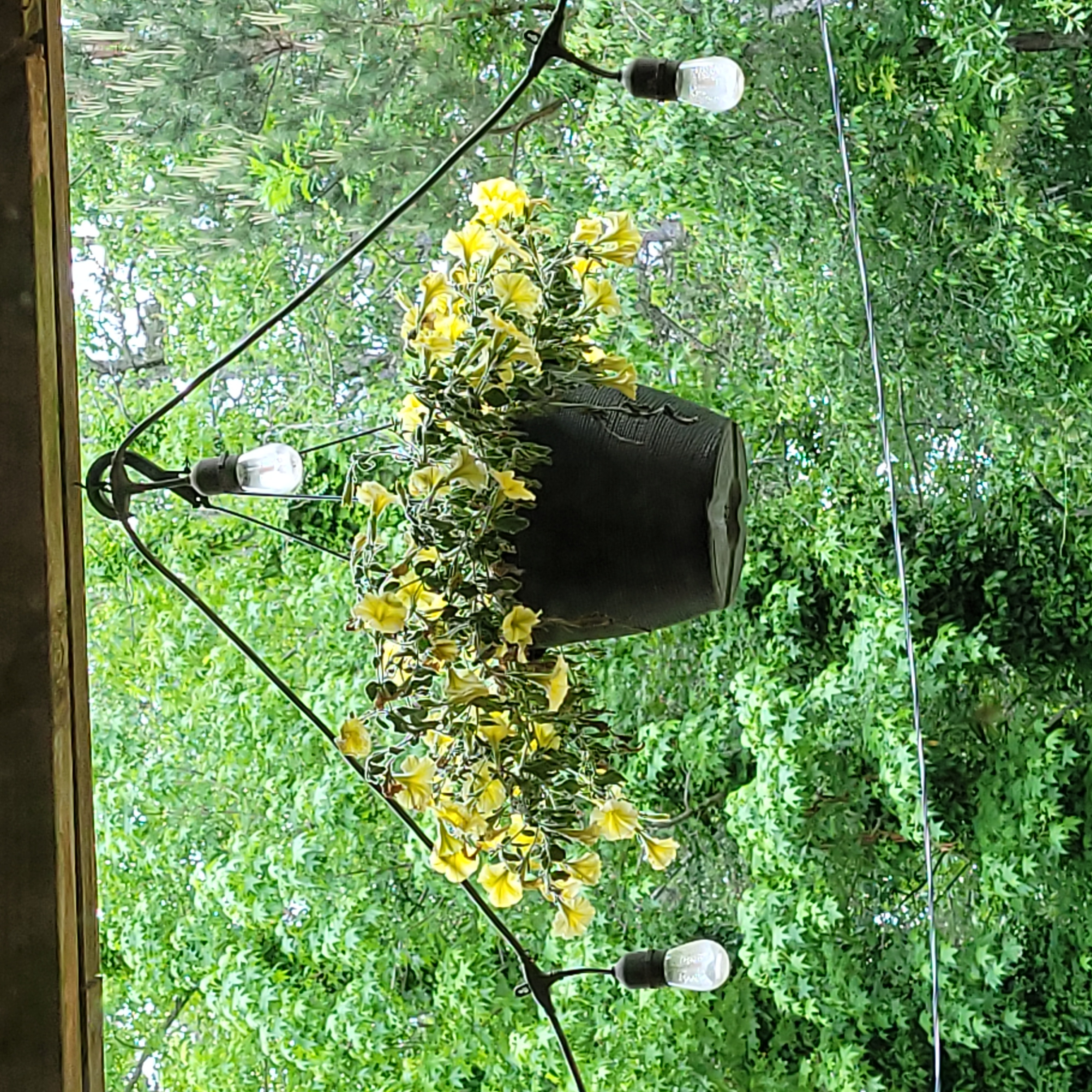 Photo of the plant species Queen of Hearts Petunia by @ProSalsa named Petunia on Greg, the plant care app