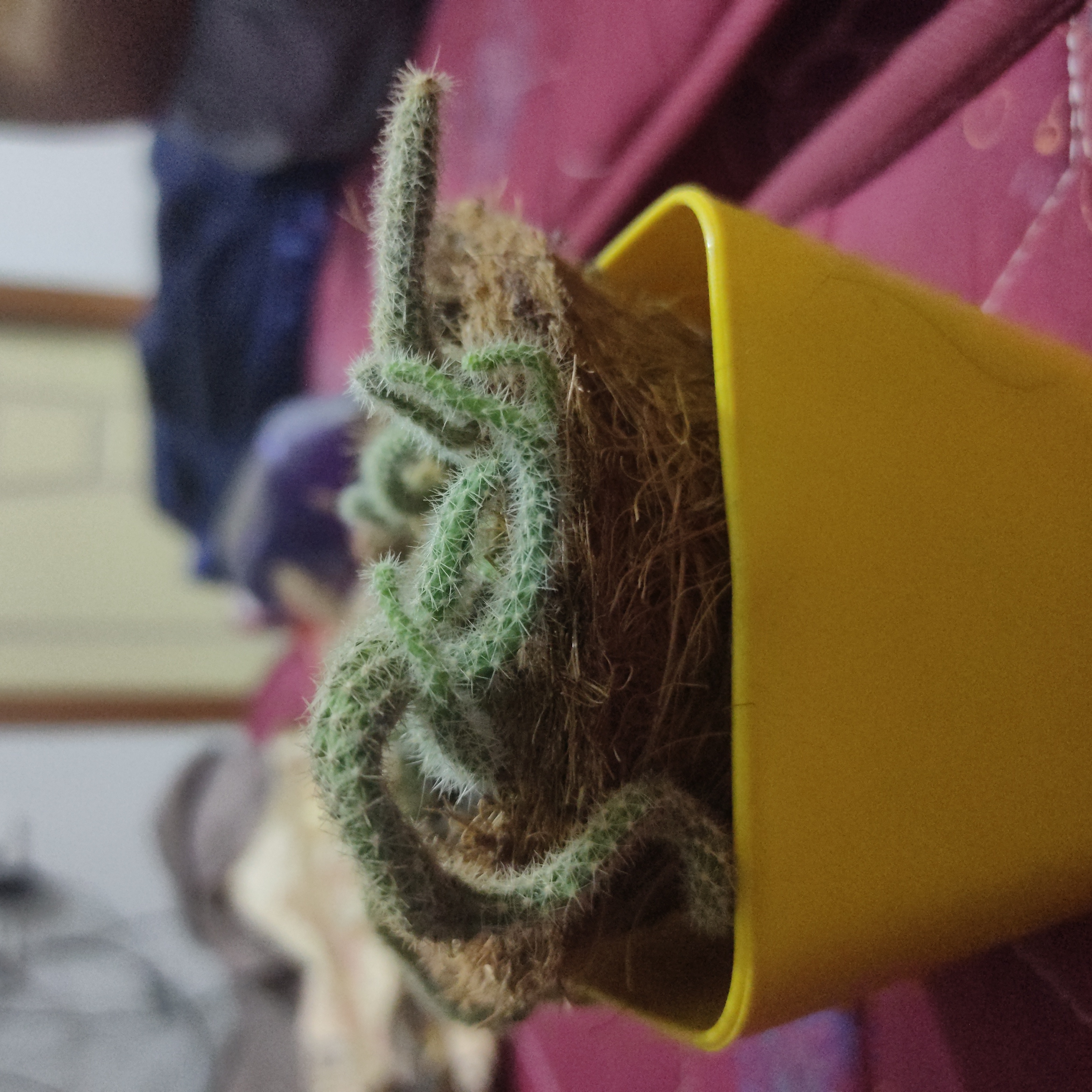 Dog Tail Cactus in a yellow pot, appears healthy with no visible soil.