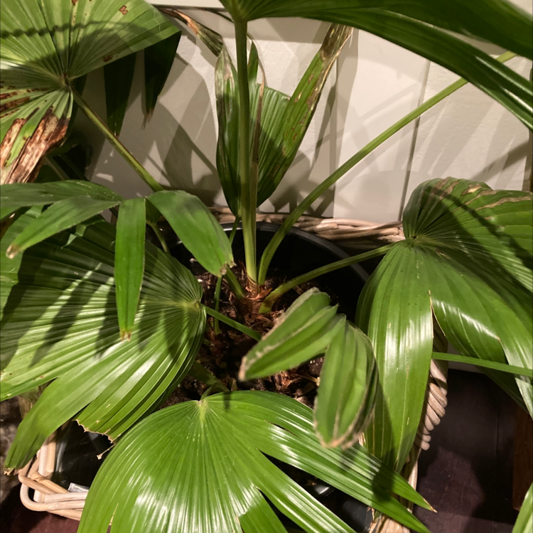Chinese Fan Palm with green, fan-shaped leaves and some browning tips in a pot.