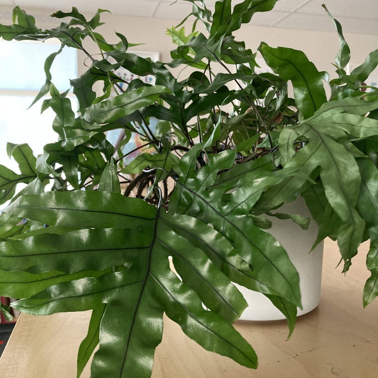 Blue Star Fern in a white pot with vibrant green leaves.