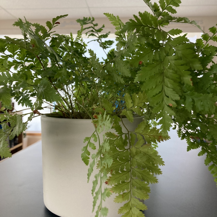 Leatherleaf Fern in a white pot with some browning at the leaf tips.